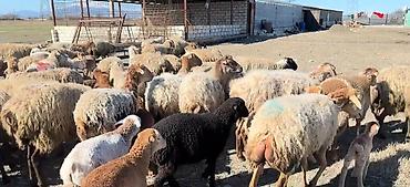 cins keciler: Erkək, il: 1, Damazlıq, Pulsuz çatdırılma — 5
