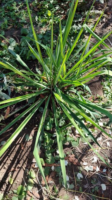 искусственные цветы для декора оптом: Юкка нитчатая (Yucca filamentosa) — декоративный вечнозелёный куст