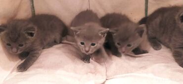 Pişiklər: Britan, Erkək, Dişi — 10