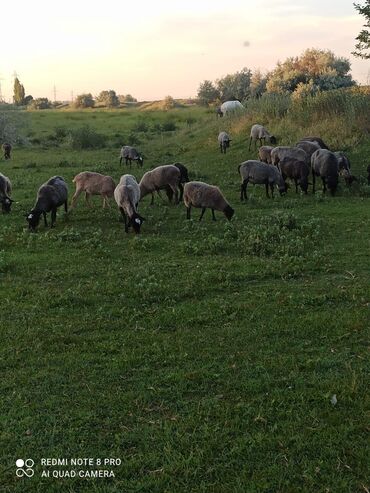 Бараны, овцы: Продаю | Овца (самка), Ягненок, Баран (самец) | Романовская | На забой, Для разведения, Для шерсти