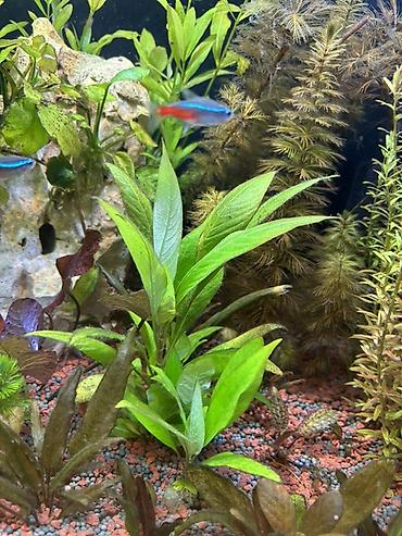 quppi baliqlari: Dördbucaq akvarium, Balıqlarla birlikdə, 120 l, Pulsuz çatdırılma — 7