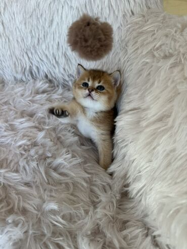 Pişiklər: Britan, Dişi, Ünvandan götürmə — 4