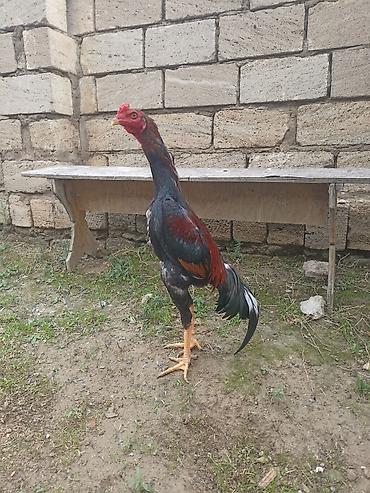 Xoruz, il: <1