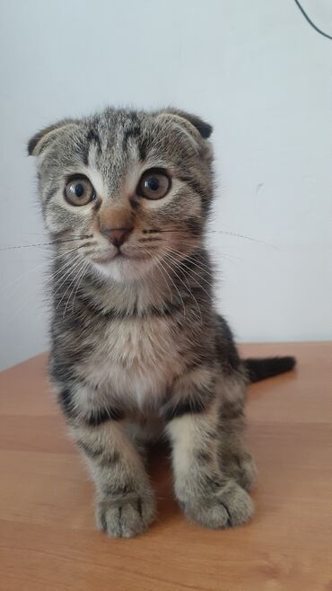 собака для охоты: Шотландский вислоухий котёнок (Scottish Fold). - Окрас: тигровый