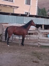 продаю животных: Таза Канду 3 жаш бышты