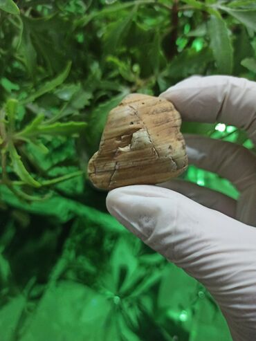 Dekorativ daşlar: Kolleksiyacılar üçün təbii Daş 💎 Kolleksiyaçılar, enerji praktikləri — 5