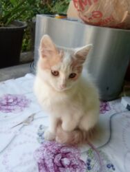 Pişiklər: Britan, Dişi, Yaxşı əllərə, Ünvandan götürmə, Pulsuz çatdırılma, Ödənişli çatdırılma -da lalafo.az — 6 Pişiklər: Britan, Dişi, Yaxşı əllərə, Ünvandan götürmə, Pulsuz çatdırılma, Ödənişli çatdırılma — 6