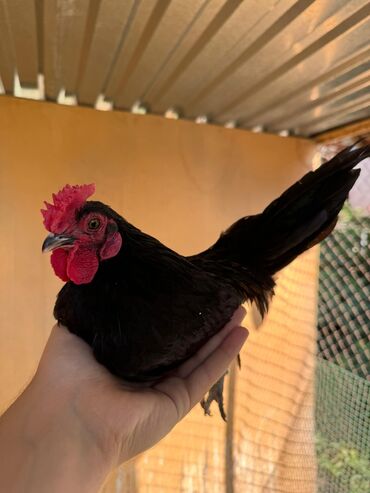 шапочки карнавальные цыплята: 🐣Продаю декоративные карликовые породы кур и петухов! Отличные