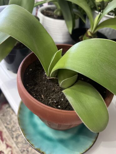 Комнатные растения: Гемантус. - похожие на орхидеи по виду. очень быстро