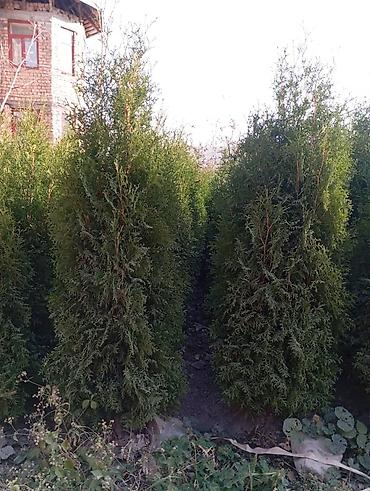 Thuja seedlings: Туя западная (Thuja occidentalis) для живых изгородей и озеленения — 9