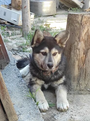 avçarka satılır: Xaski, 6 ay, Erkek, Ünvandan götürmə