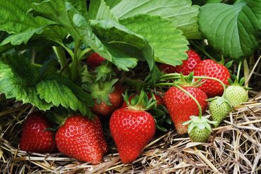 Фрукты и ягоды: Семена и саженцы Самовывоз