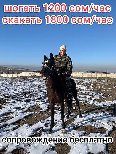 Туристические услуги: Конный Туризм Прокат лошадей обучения верховой езде организация — 16