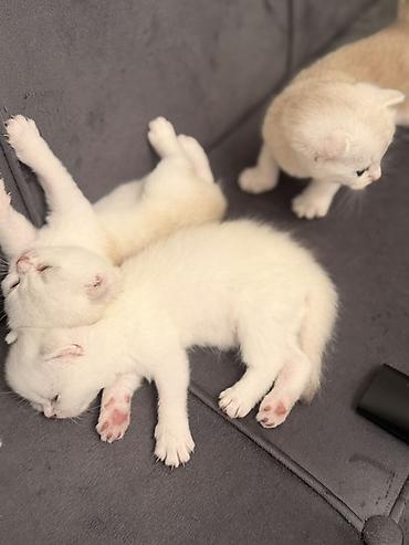 Кошки: Şinşila Balaca pişik balaları – ağ krem rəng çalarlarında Təsvir: - — 7