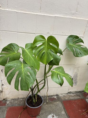 Уличные растения: Monstera 60sm 20azn