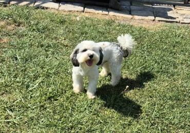 Psi: Maltipoo štenci MALTIPOO štenci izuzetnog kvaliteta i izgleda, veoma — 12