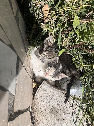 Табылган жана жоголгон мышыктар: Во дворе нашего дома бездомная кошка родила котят (их 4) . Самой кошки — 1