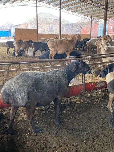 Бараны, овцы: Продаю | Баран (самец) | Арашан | Для разведения, Для шерсти