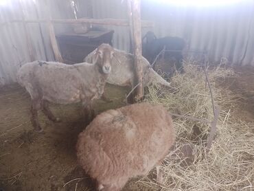 коза заненская: Продаю | Овца (самка), Ягненок | Арашан | Для разведения