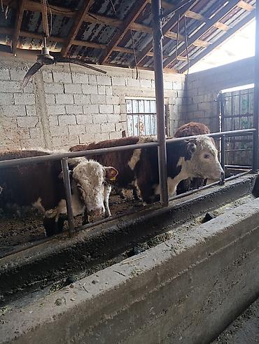 Коровы, быки: Продаю | Бык (самец) | Герефорд | На откорм | Племенные — 8