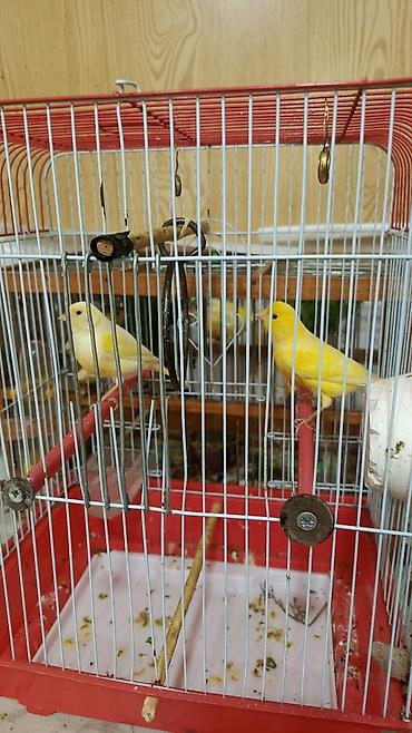 bulbul quşu: Salam. İki cüt 1 yaş cüt düşür. Erkəklər oxuyur. 4 nedə götürənə — 5