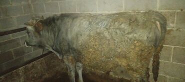 Коровы, быки: Продаю | Бык (самец) | Алатауская | На откорм, Для разведения — 1