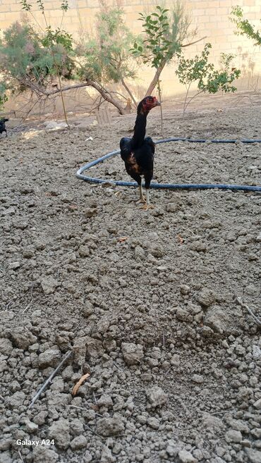 Xoruzlar: Cins: Uzunboyun yerli döyüş tipli toyuq-quş (xanxır/mix) Təsvir: - — 5