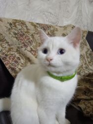 Pişiklər: Dişi, Yaxşı əllərə, Ödənişli çatdırılma — 13