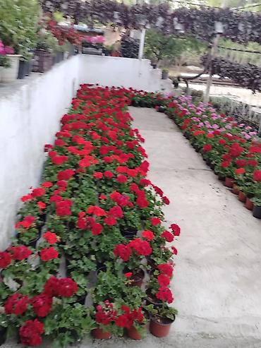 Çöl bitkiləri: Saksıda sardunya (geranium) çiçəkləri - Növ: Pelargonium (sardunya) – — 3