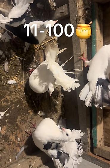 quş üçün qəfəs: 11-100azn — 6