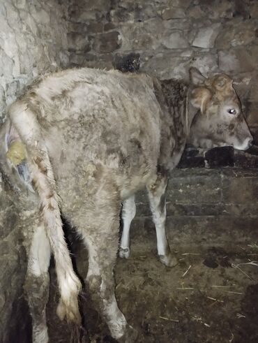 Dana, buzov: Dana, buzov, Erkək, ay: 6, Ətlik — 3