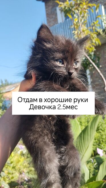 сиамскую кошку: Беспородная, 3 месяца, Девочка, Черный, Приучена к лотку, Проглистована