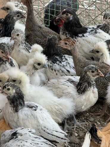 бройлеры оптом: Продам сразу всех оптом! at lalafo.kg бройлеры оптом: Продам сразу всех оптом!