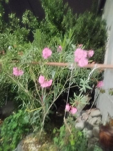 олеандр: Олеандр розовый (Nerium oleander) — взрослые кусты/деревца в — 1