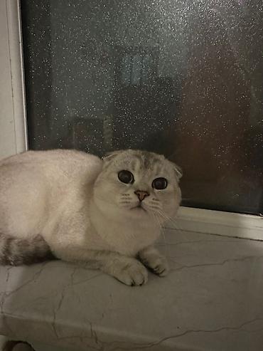 Кошки: Шотландская вислоухая — 6