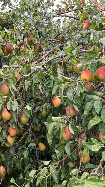 маленькие кухонные шкафы: Груши В розницу, Самовывоз, Платная доставка