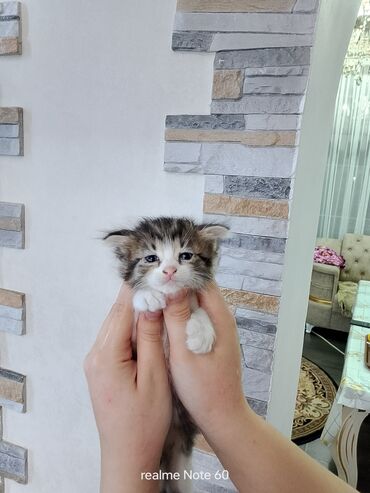 ищем кошку для вязки: 1 месяц, Девочка, Биколор