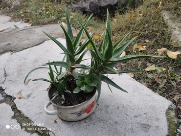 столы для кухни: Продам два цветка Алоэ. Растениям больше 8 лет. Цена договорная