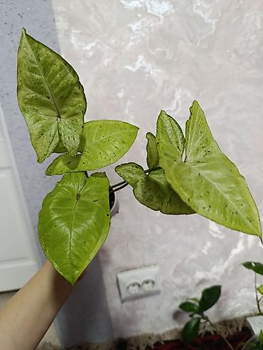 Сингониумы: Распродажа сортовых и редких комнатных растений, цены и названия — 13