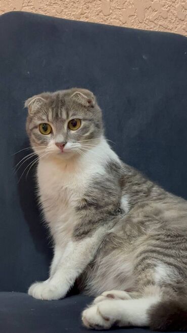 сиамская длинношерстная кошка: Срочно!! Отдам в добрые руки. Вислоухая кошка, не стерилизованная