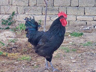 Toyuqlar: Toyuq, Australorp, Damazlıq, Ünvandan götürmə, Ödənişli çatdırılma, Rayonlara çatdırılma -da lalafo.az — 9 Toyuqlar: Toyuq, Australorp, Damazlıq, Ünvandan götürmə, Ödənişli çatdırılma, Rayonlara çatdırılma — 9