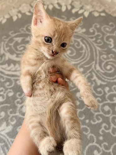 Продажа кошек: Котята домашние, короткошёрстные. СРОЧНО ЭТИМ ДВУМ КОТЯТАМ ДОМ🥹💋💋 — 4