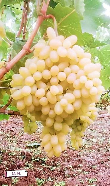 Meyvə və giləmeyvə: Məhsul: Qırmızı/çəhrayı süfrə üzümü (salxım) - Böyük, sıx salxımlar; — 22