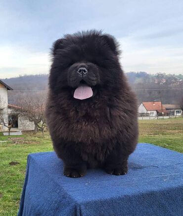 Psi: Štenci Čau Čau Chow Chow stari četiri meseca dostupni za prodaju — 2