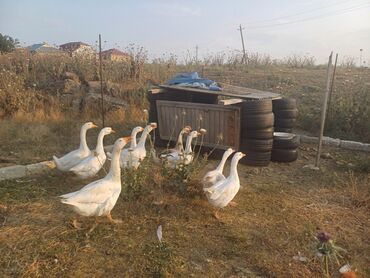 Heyvanlar: Erkək, | Linda, Ətlik, Ödənişli çatdırılma