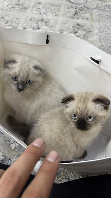 котята шотландские вислоухие: Скотиш Фолд (Шотландская вислоухая), 2 месяца, Мальчик, Приучена к лотку — 2