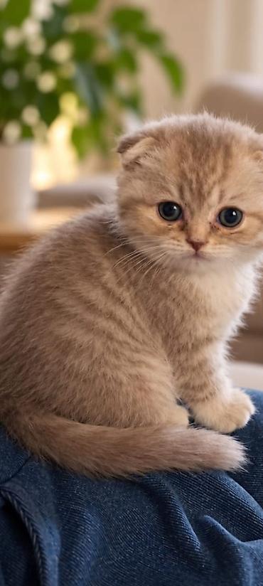Продажа кошек: Скотиш Фолд (Шотландская вислоухая), 2 месяца, Девочка, Лиловый — 3