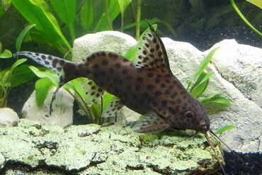 filter akvarium: Böyük ölçü (20 sm) Synodontis nigriventris. Balıq Şəmkirdədir