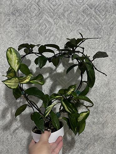 Хойи: Фитолампа 600сом 15 ватт длина 0,9м. Фитильный горшок новые обьем 0,5 — 3