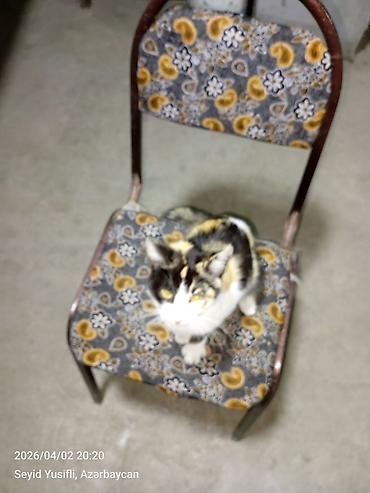 Pişiklər: Dişi, Yaxşı əllərə — 7